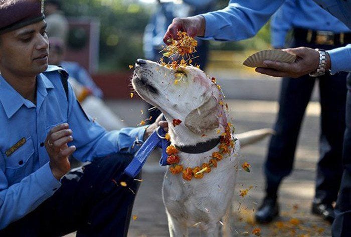 festival-perros-nepal1