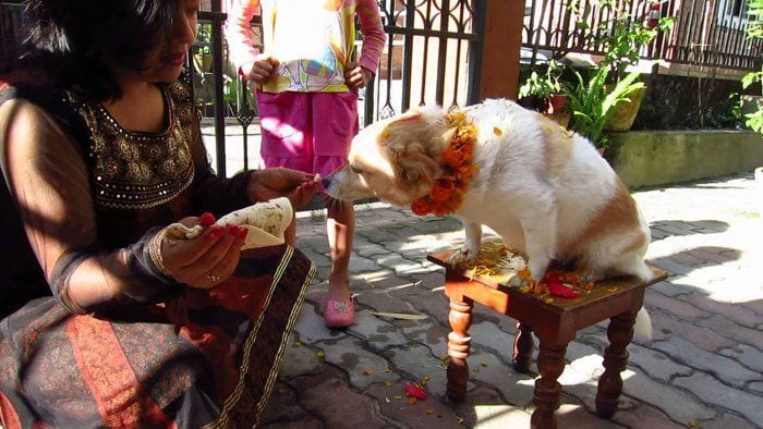 festival-perros-nepal2