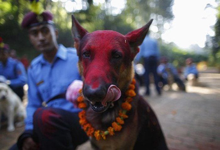 festival-perros-nepal3