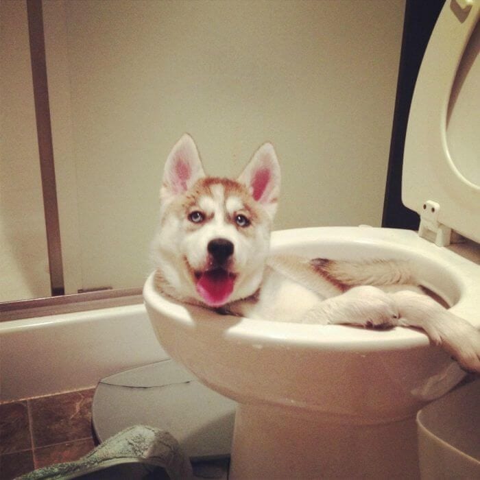 Me Arrepiento De Haber Adoptado Un Perro