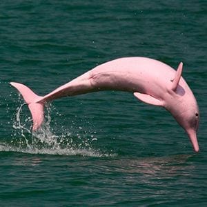 El turimo amenaza a los delfines rosas