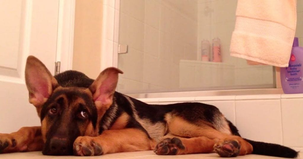 Perro canta en la ducha con su dueño