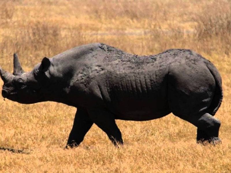 rinoceronte negro occidental 1024x768