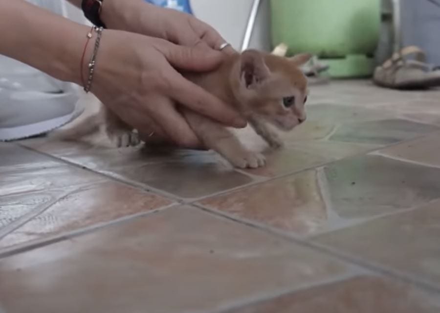 Cuidados de un gato bebe