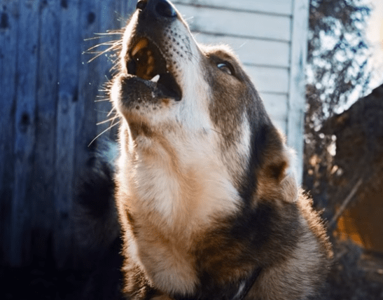 3 consejos fáciles y rápidos  para que su perro deje de aullar