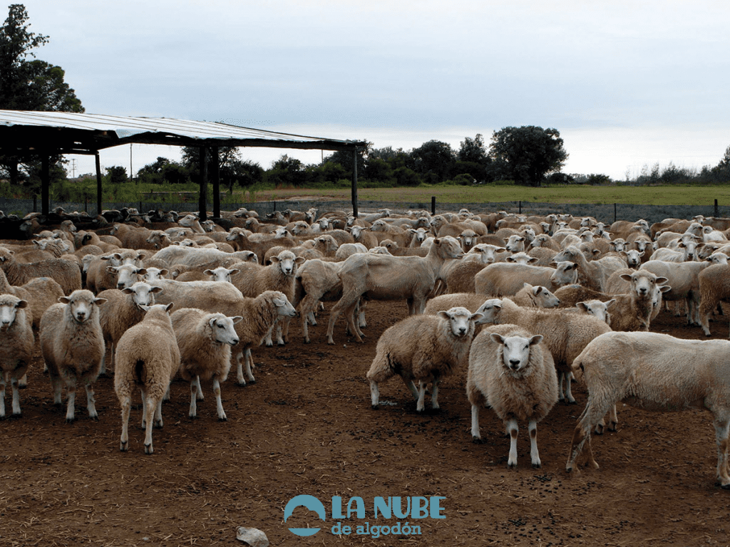 ovejas4