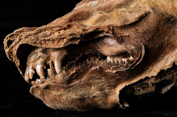 La momia de lobo mas antigua del mundo es espanola b