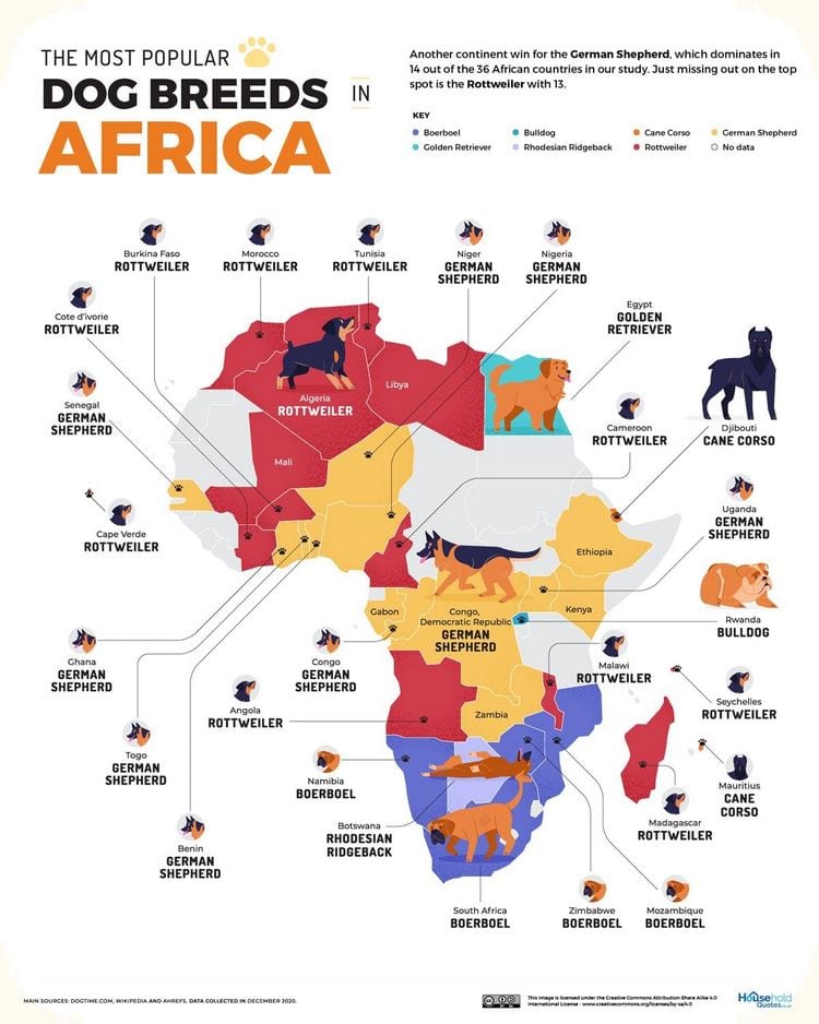 perros mas populares del mundo africa