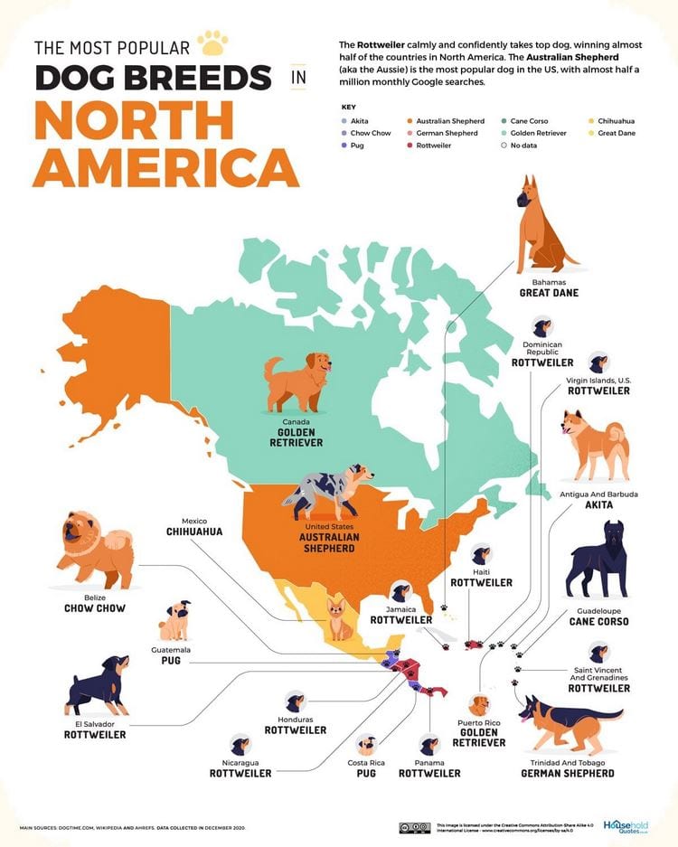 perros mas populares del mundo america del norte america central
