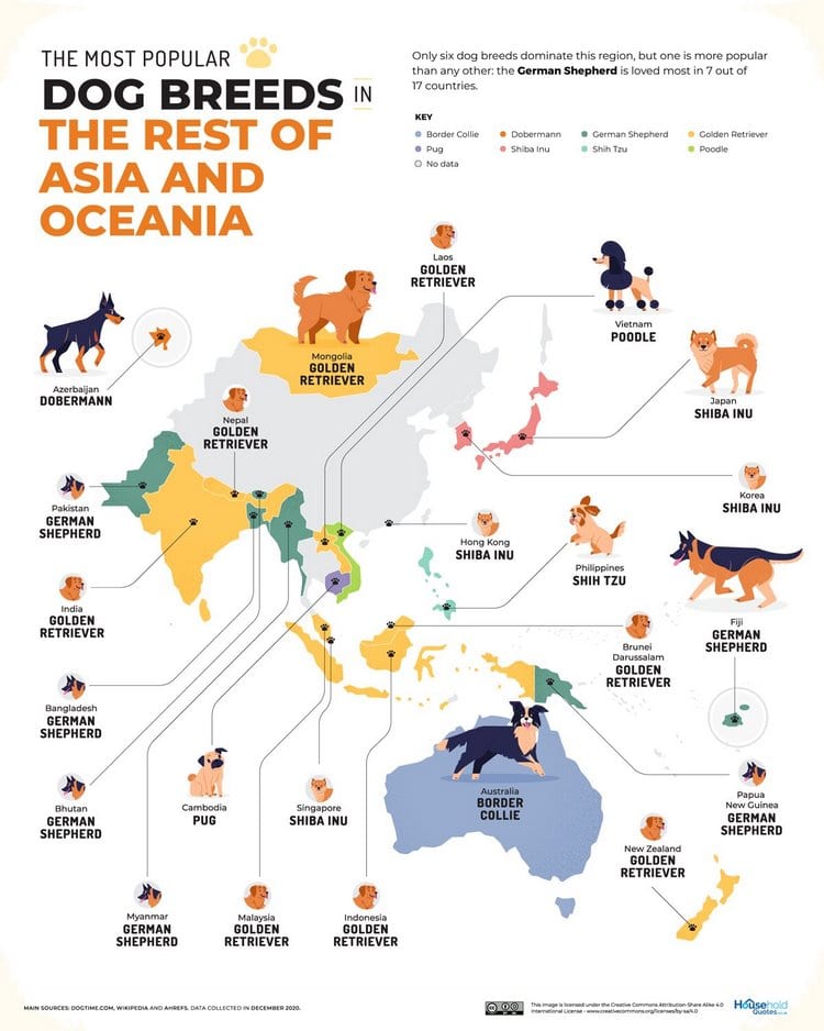 perros mas populares del mundo asia oceania 2