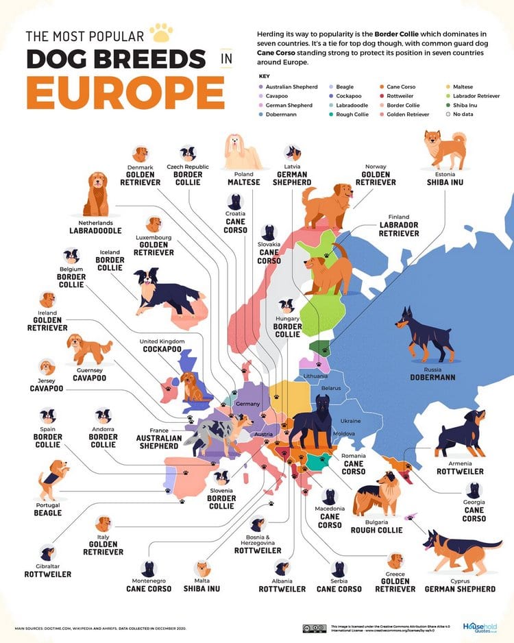 perros mas populares del mundo europa