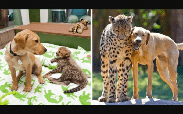 Mtani el Labrador y Kasi el guepardo