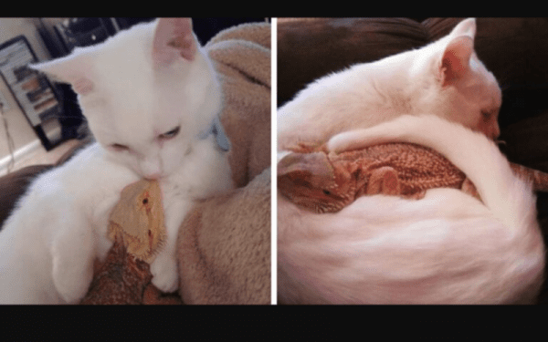 amistad entre animales gato y lagartija